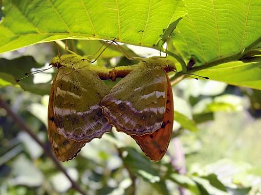 Copulating Butterflies-butterflies-6-.jpg