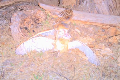 Trail Cam shots-two-barn-owls.jpg