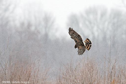 Harrier Fields-harrier-field-1.jpg