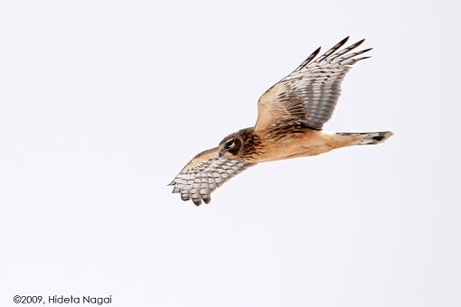 Harrier Fields-harrier-field-2.jpg