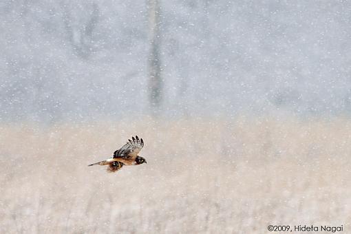 Harrier Fields-harrier-field-3.jpg