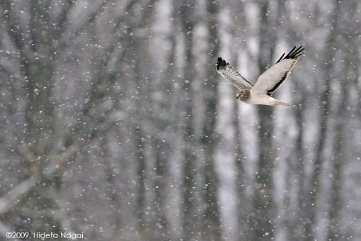 Harrier Fields-harrier-field-4.jpg