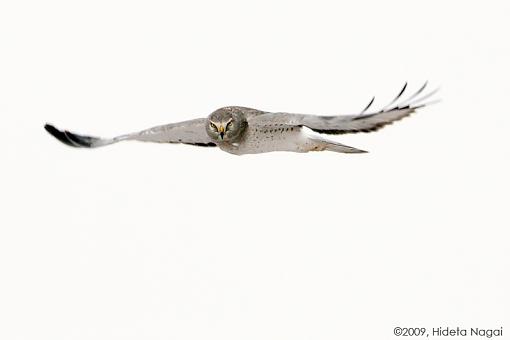 Harrier Fields-harrier-field-5.jpg