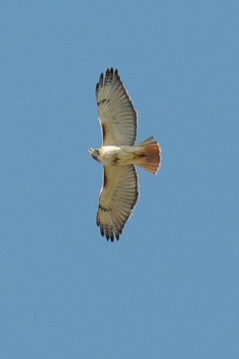 Redtail Hawk-redtail-hawk-09-01-03prcrop.jpg