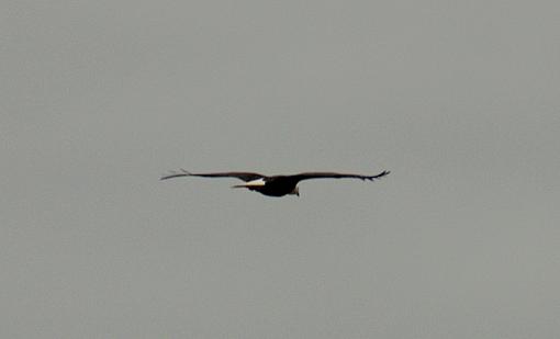 Wa. State Eagles-img_0442.jpg