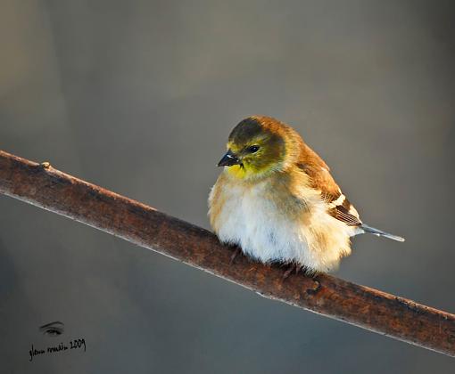 American Goldfinch-goldfinch-web2-copy.jpg