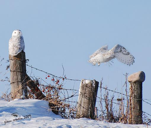 Snowy Owl-twins1-800-web.jpg