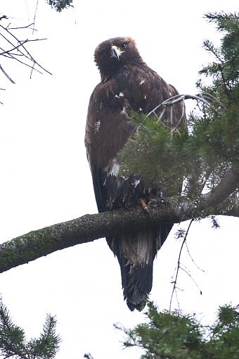 Took a few photos today-golden-eagle-portrait-pr.jpg