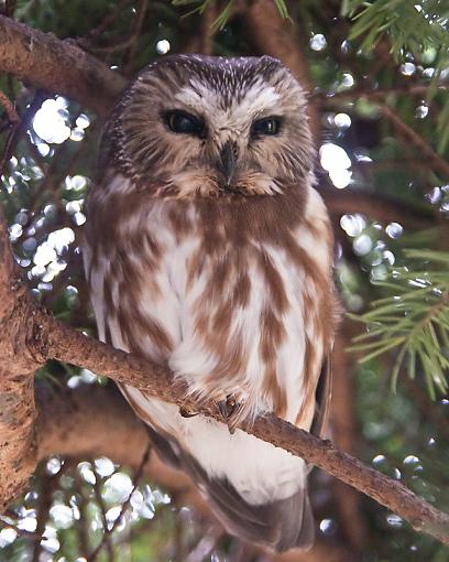 Took a few photos today-northern-saw-whet-owl-pr.jpg