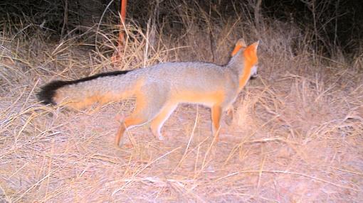 Trail Cam shots-cam44-grey-fox_small.jpg