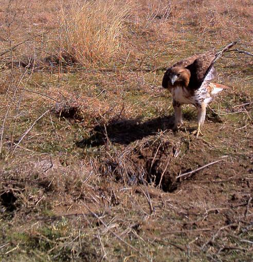 Trail Cam shots-cam32_redtail_small.jpg