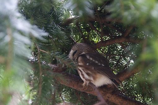 Took a few photos today-northern-saw-whet-owl-looking-pr.jpg