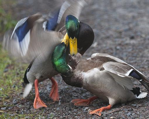 Duck Fight-duck-fight-2-pr.jpg