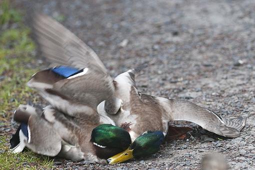 Duck Fight-duck-fight-3-pr.jpg