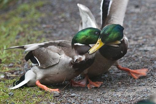 Duck Fight-duck-fight-4-pr.jpg