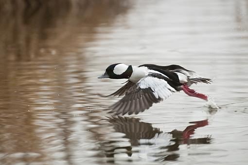 Click image for larger version. 

Name:	BuffleHead in Flight 1 pr.jpg 
Views:	101 
Size:	161.1 KB 
ID:	63496