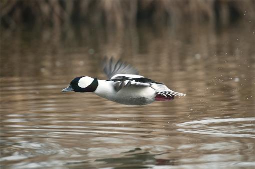 Click image for larger version. 

Name:	BuffleHead in Flight 2 pr.jpg 
Views:	95 
Size:	186.7 KB 
ID:	63497