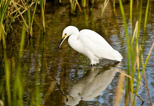 Snowy Egret-snowyegretlow.jpg