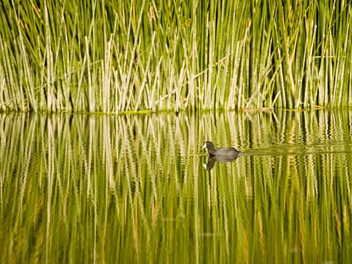 Snowy Egret-cootlow.jpg