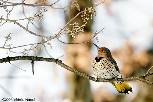 Northern Flicker out in the open-pretty-flicker.jpg