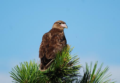 Cinereous Harrier-cinereous-harrier.jpg