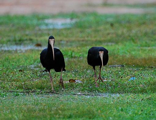 Bare Faced Ibis-bare-faced-ibis.jpg