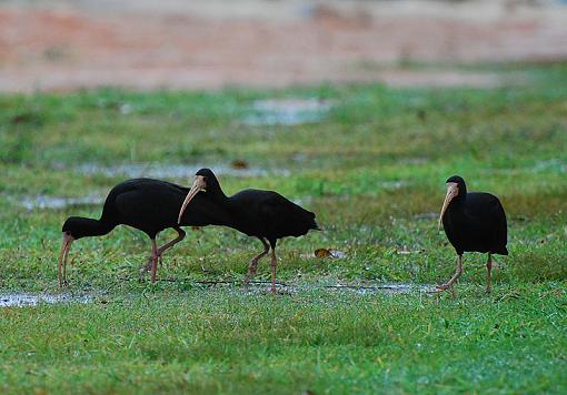 Bare Faced Ibis-ibis-bf.jpg