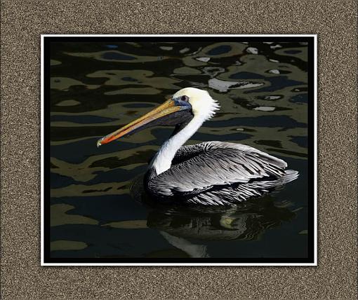 Pelican with spiked hairdo-copy-copy.jpg