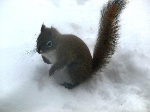 Click image for larger version. 

Name:	Squirrel IV.jpg 
Views:	79 
Size:	216.9 KB 
ID:	63903