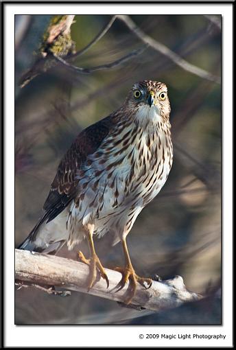 Bird feeder visitor-img_2549.jpg