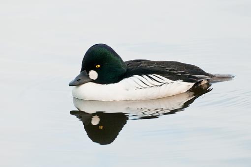 Two ducks-golden-eye.jpg