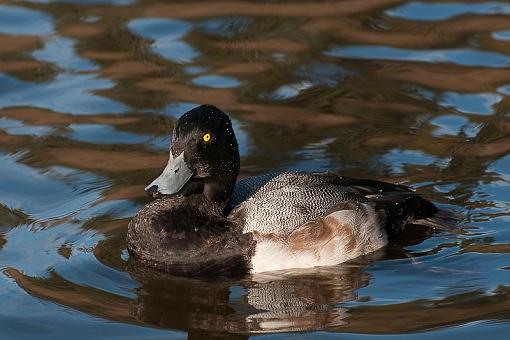 Two ducks-lessor-scaup-3.jpg