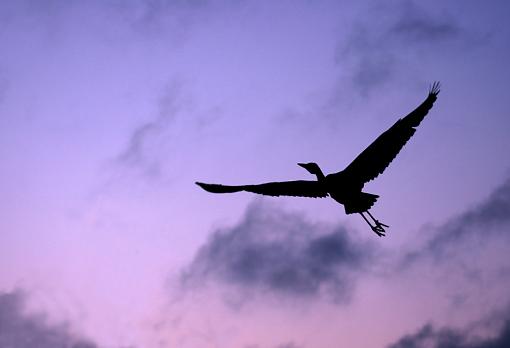 Grey heron silhouette on sunset sky-dsc08050vs6pr.jpg