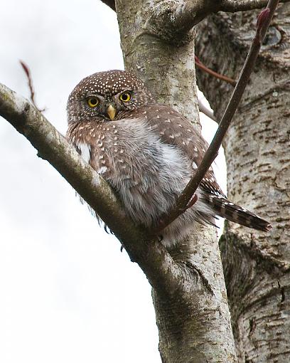 Northern Pygmy Owl-norther-pgymy-owl-1.jpg