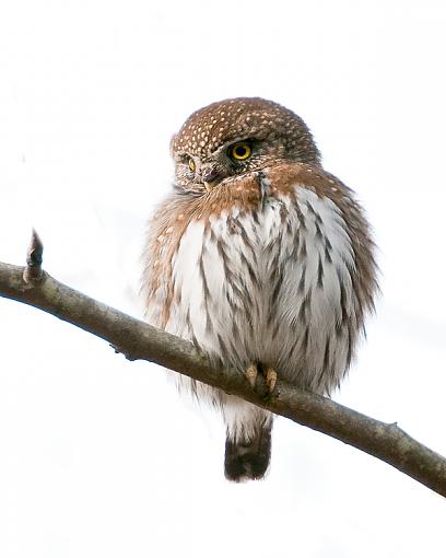 Northern Pygmy Owl-norther-pgymy-owl-2.jpg