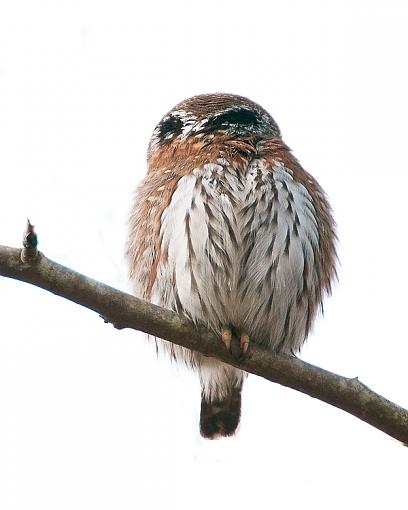 Northern Pygmy Owl-norther-pgymy-owl-3.jpg