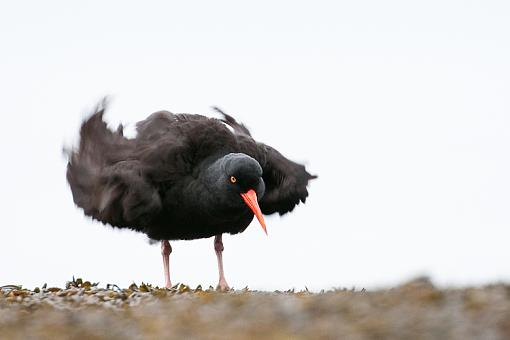 Black Oyster Catcher-stanley-oyster-catcher.jpg