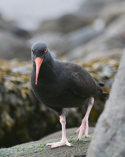 Black Oyster Catcher-stanley-oyster-catcher-2a.jpg