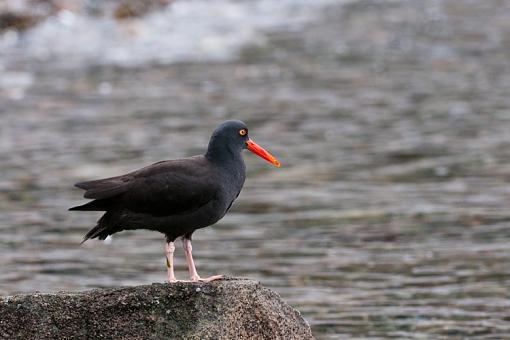 Black Oyster Catcher-stanley-oyster-catcher-3a.jpg