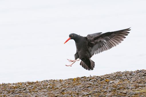 Black Oyster Catcher-stanley-oyster-catcher-4.jpg