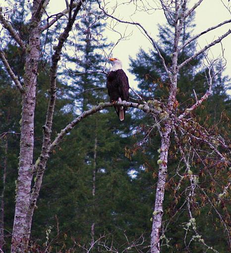 my first bald eagle-img_1091copy3.jpg