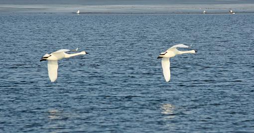 Fruits of today-10_tundraswans1.jpg