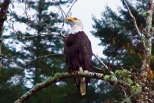 my first bald eagle-img_10913-edited.jpg