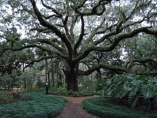 Washington Oaks State Park FL-oak.jpg