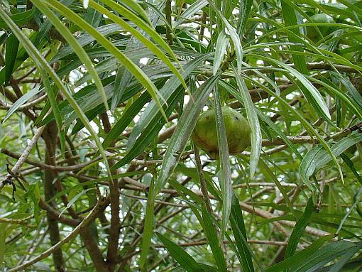 Washington Oaks State Park FL-unknown.jpg