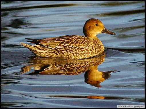 Winter 2008 Bird ID Thread.-white-rock-pintail-2.jpg
