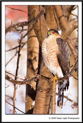 Red Eye-img_4113.jpg