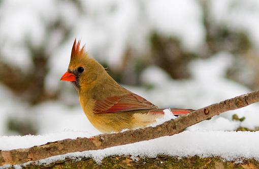 Female Cardinal...-dsc03243_edited-1.jpg