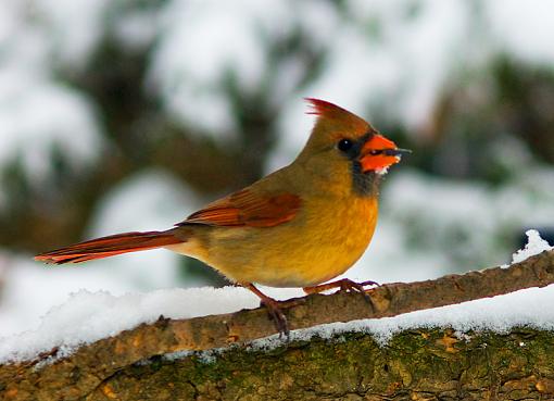 Female Cardinal...-dsc03380_edited-1.jpg