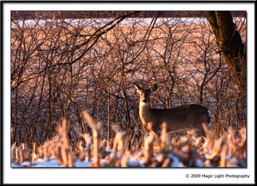 Golden Light-img_4141.jpg